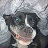 Dutchess joined the competition — help win amazing prizes! dog, pet, blanket, cozy, smile, black_and_white, fur, close_up, indoor, canine, cute, nostrils, whiskers, tongue, playful, wrapped, snug, flash, expression, animal