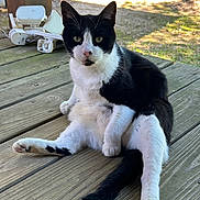Sylvester is registered to the contest to win money with this photo: cat, black_and_white, sitting, wooden_deck, outdoor, grass, tree, vehicle, curious, relaxed, pet, animal, feline, paw, ears, whiskers, daylight, nature, resting, funny_pose