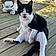 Sylvester