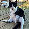cat, black_and_white, sitting, wooden_deck, outdoor, grass, tree, vehicle, curious, relaxed, pet, animal, feline, paw, ears, whiskers, daylight, nature, resting, funny_pose