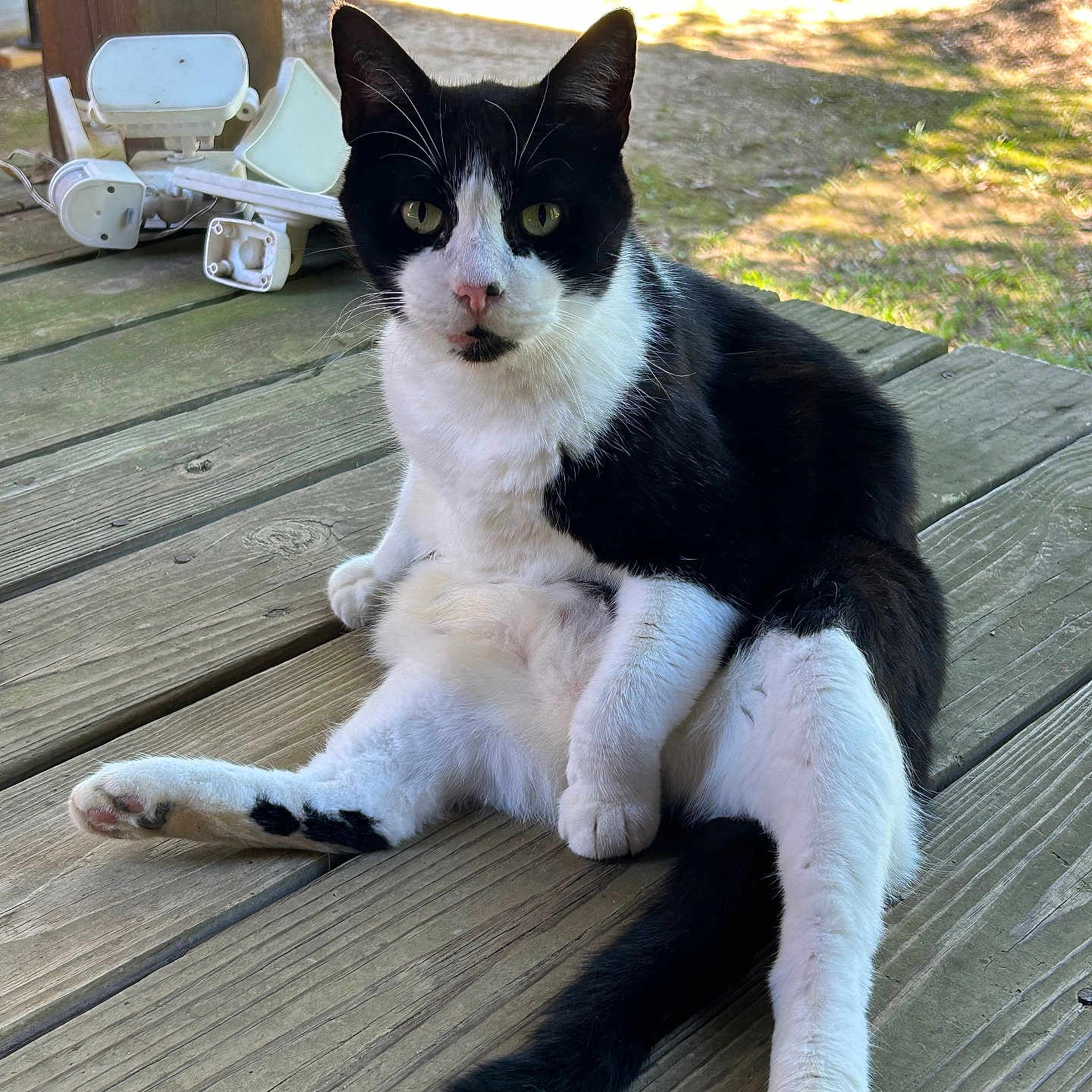 Sylvester