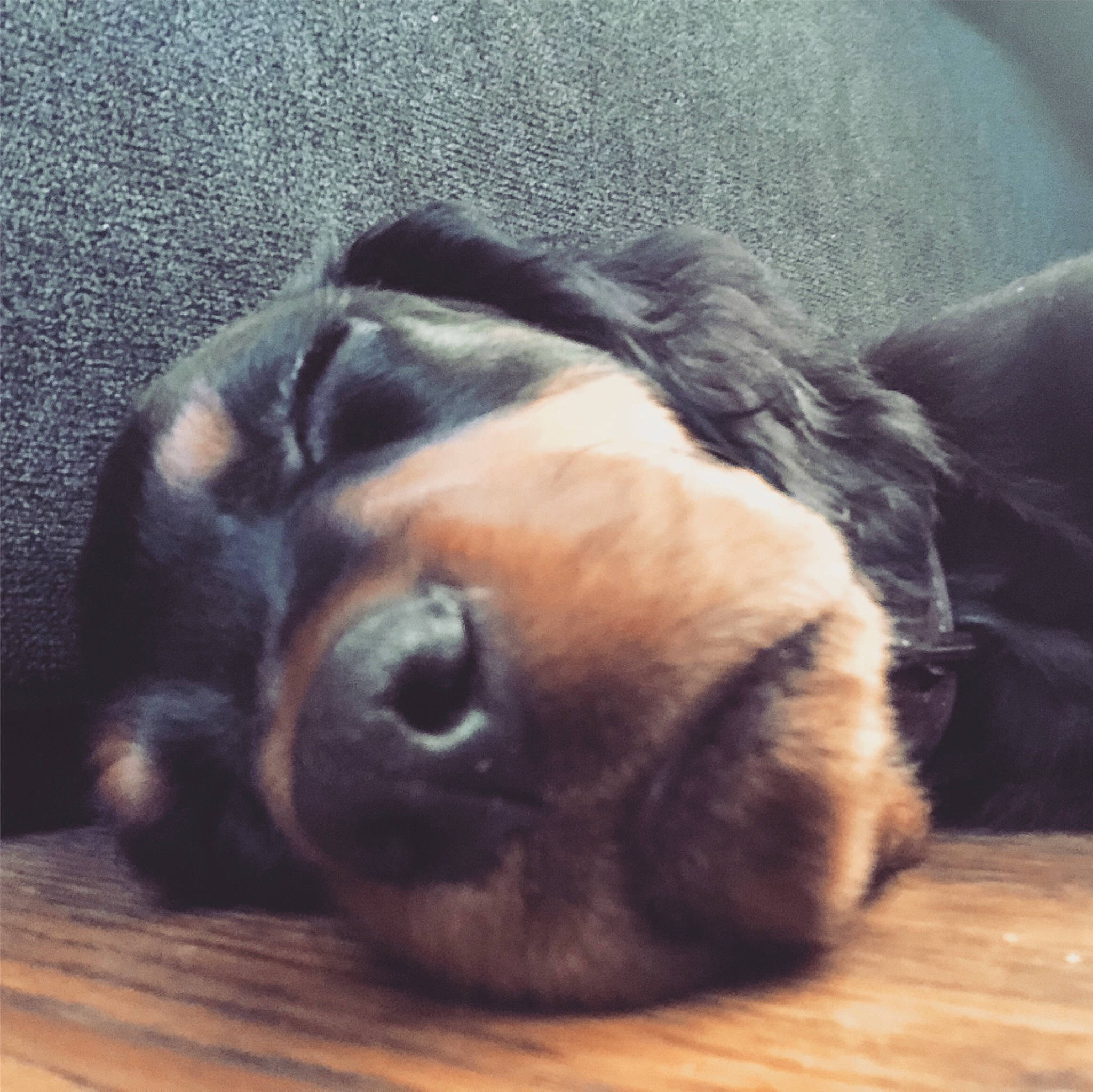 Rio a rejoint le concours — aidez-le/la à gagner de superbes lots ! canidae, carnivore, comfort, companion_dog, dog, dog_breed, fawn, fur, hardwood, laminate_flooring, mammal, snout, varnish, whiskers, wood_flooring, wood_stain, working_animal, working_dog