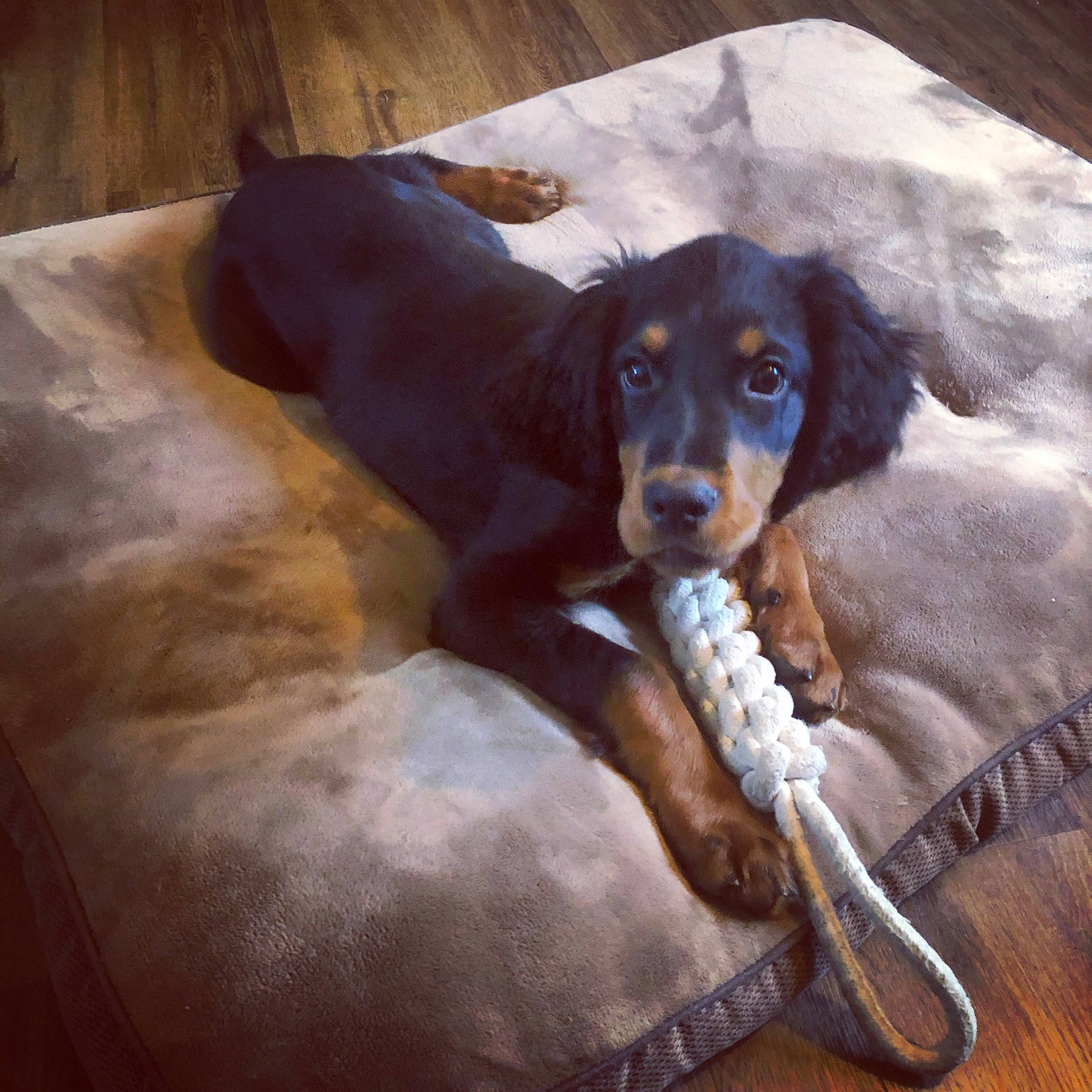 Rio a rejoint le concours — aidez-le/la à gagner de superbes lots ! brown, canidae, carnivore, collar, companion_dog, dog, dog_breed, gun_dog, hound, hunting_dog, liver, mammal, pet_supply, snout, spaniel, sporting_group, vertebrate, wood_stain, working_animal, working_dog