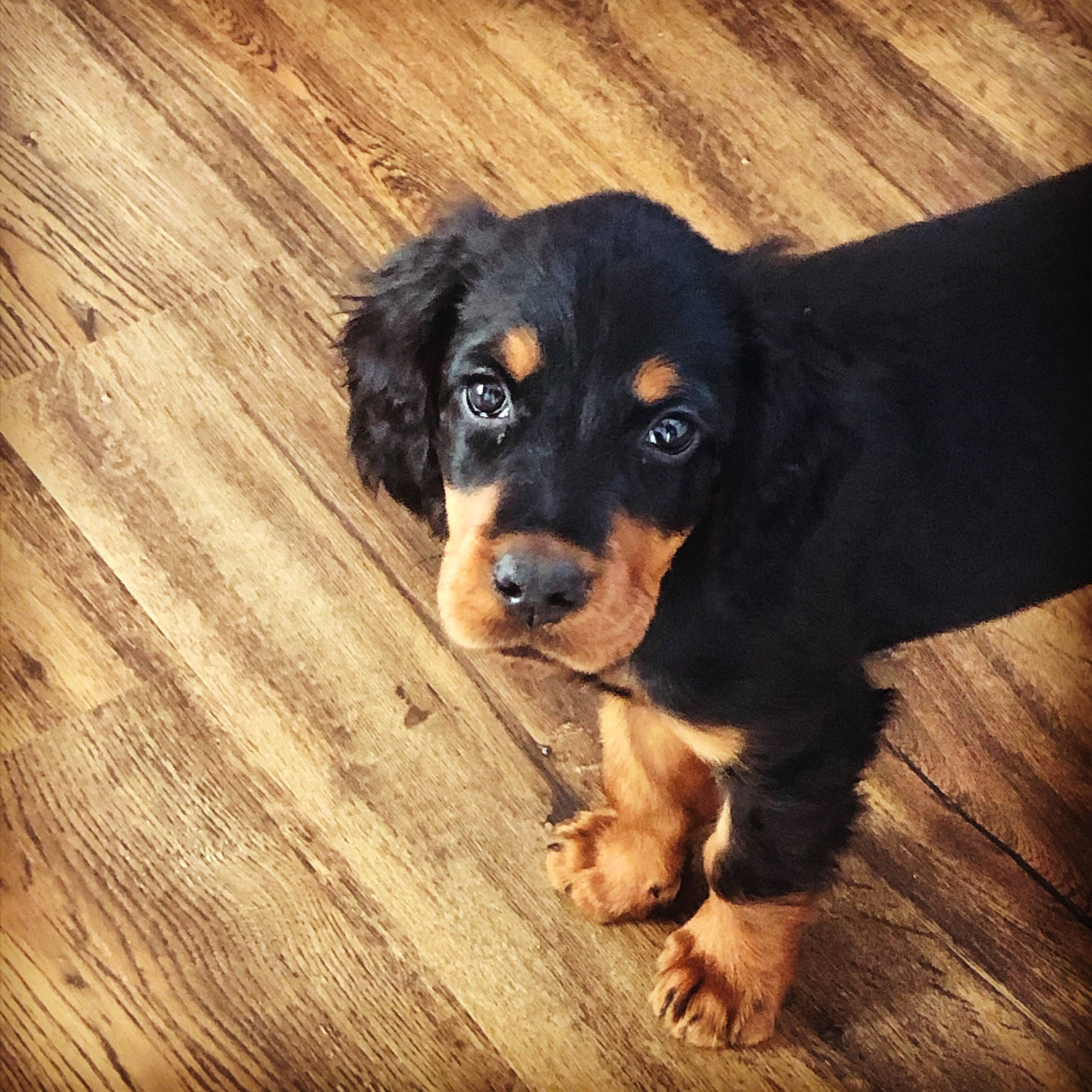 Rio a rejoint le concours — aidez-le/la à gagner de superbes lots ! brown, canidae, carnivore, companion_dog, dog, dog_breed, hardwood, laminate_flooring, mammal, paw, rottweiler, snout, sporting_group, vertebrate, whiskers, wood, wood_flooring, wood_stain, working_animal, working_dog