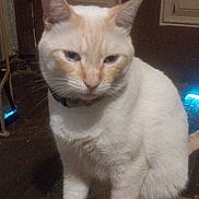 Casper is registered to the contest to win money with this photo: cat, cream_colored, orange_markings, sitting, carpet, indoor, pet, feline, ears, whiskers, collar, door, floor, fur, animal, looking_down, quiet, home, light, shadow