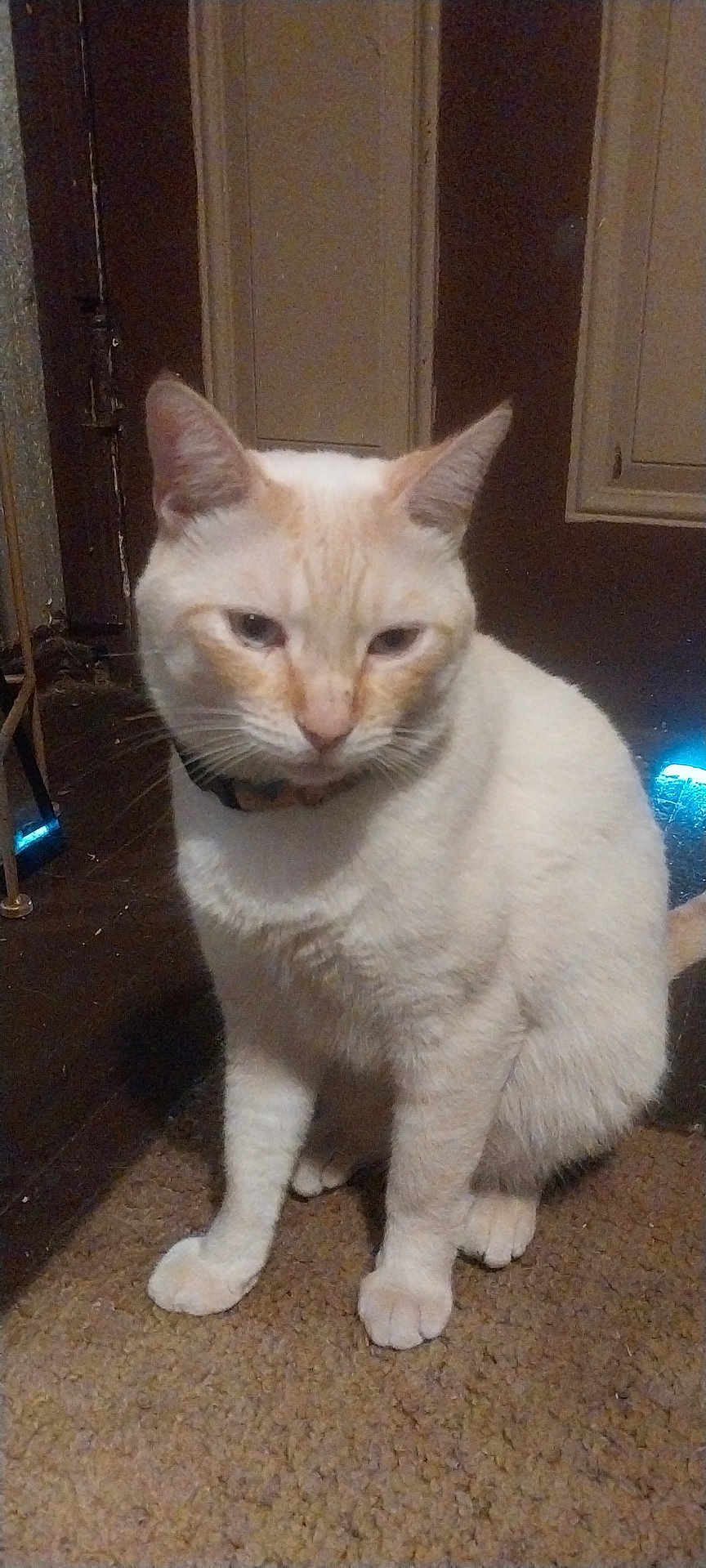 Casper is registered to the contest to win money with this photo: cat, cream_colored, orange_markings, sitting, carpet, indoor, pet, feline, ears, whiskers, collar, door, floor, fur, animal, looking_down, quiet, home, light, shadow