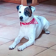 Milou a rejoint le concours — aidez-le/la à gagner de superbes lots ! dog, bandana, red_bandana, white_fur, brown_patch, pet, indoor, tile_floor, lying_down, paws, ears, muzzle, looking_at_camera, companion, domestic_animal, portrait, spotted_fur, calm, floor_tiles, attention