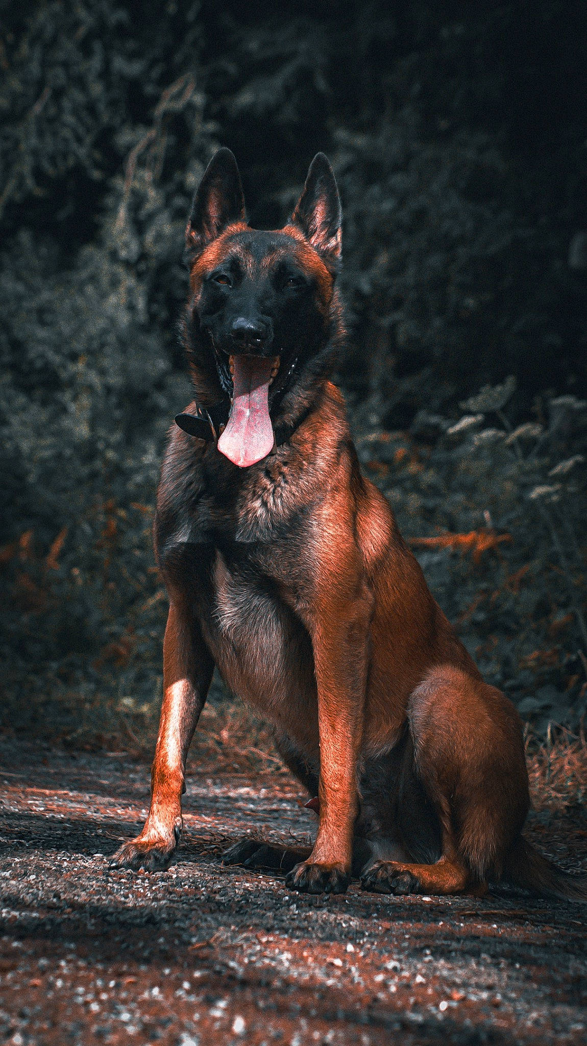 Satan participe au concours pour gagner de l'argent avec cette photo : black_norwegian_elkhound, canidae, carnivore, darkness, dog, dog_breed, fang, fur, guard_dog, hunting_dog, organism, snout, sporting_group, tail, terrestrial_animal, walking, wildlife, wood, working_animal, working_dog