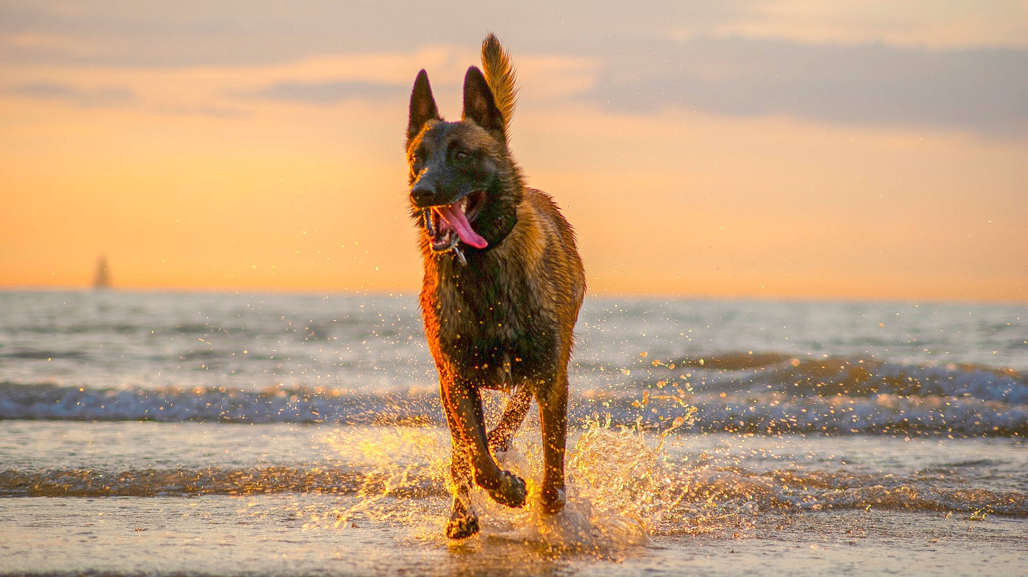 Satan participe au concours pour gagner de l'argent avec cette photo : beach, body_of_water, canidae, carnivore, cloud, dog, dog_breed, fawn, fun, german_shepherd_dog, guard_dog, horizon, lake, landscape, ocean, sky, water, wave, wind_wave, working_dog