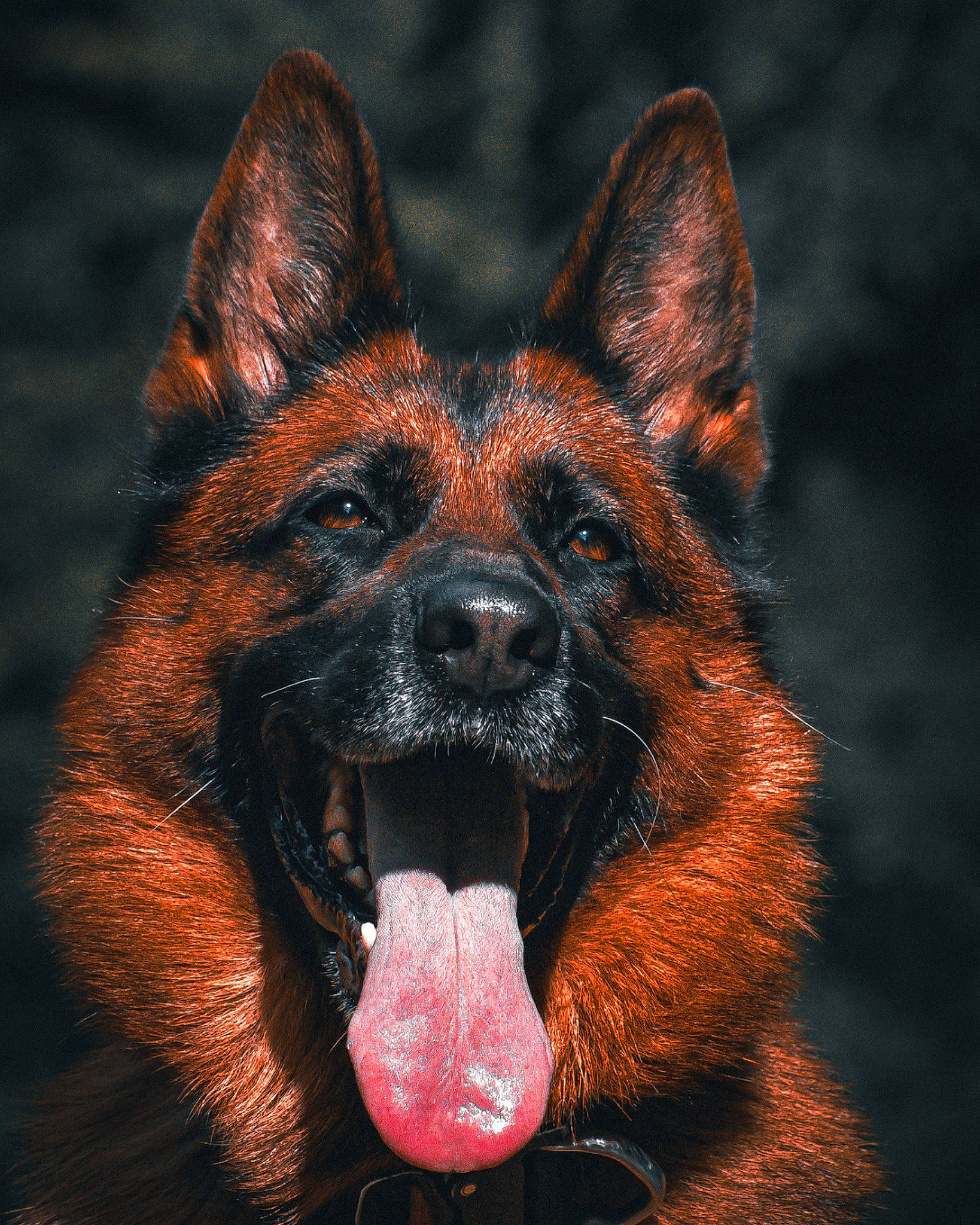 Olympe a rejoint le concours — aidez-le/la à gagner de superbes lots ! canidae, carnivore, dog, dog_breed, flesh, fur, head, human_body, liver, plant, snout, sporting_group, terrestrial_animal, whiskers, wildlife, working_animal, working_dog