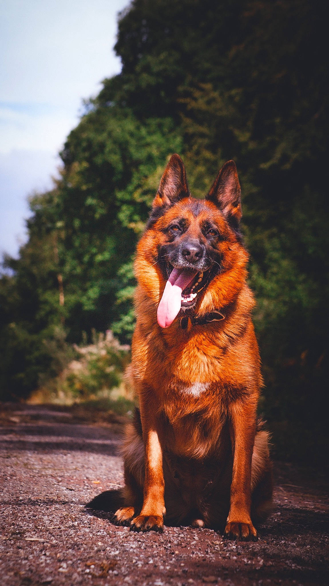 Olympe participe au concours pour gagner de l'argent avec cette photo : art, canidae, carnivore, companion_dog, dog, dog_breed, fawn, fur, german_shepherd_dog, grass, herding_dog, king_shepherd, plant, sky, sporting_group, tail, terrestrial_animal, tree, wildlife, wood