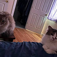 Doli And Lisa is registered to the contest to win money with this photo: cat, indoor, furniture, bed, door, curtain, wood_floor, fluffy, pet, animal, relaxing, domestic, two_cats, window, purple_curtain, brown_cat, white_cat, wooden_door, resting, cozy