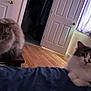 cat, indoor, furniture, bed, door, curtain, wood_floor, fluffy, pet, animal, relaxing, domestic, two_cats, window, purple_curtain, brown_cat, white_cat, wooden_door, resting, cozy