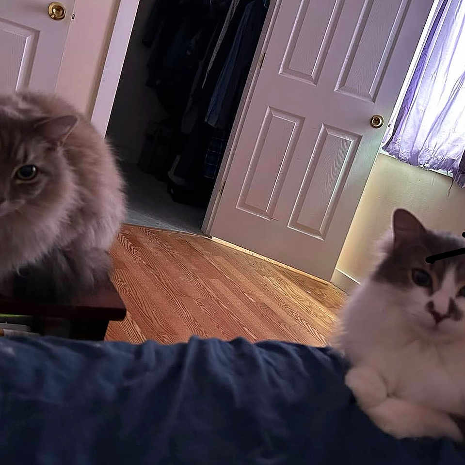 Doli And Lisa is registered to the contest to win money with this photo: animal, bed, brown_cat, cat, cozy, curtain, domestic, door, fluffy, furniture, indoor, pet, purple_curtain, relaxing, resting, two_cats, white_cat, window, wood_floor, wooden_door