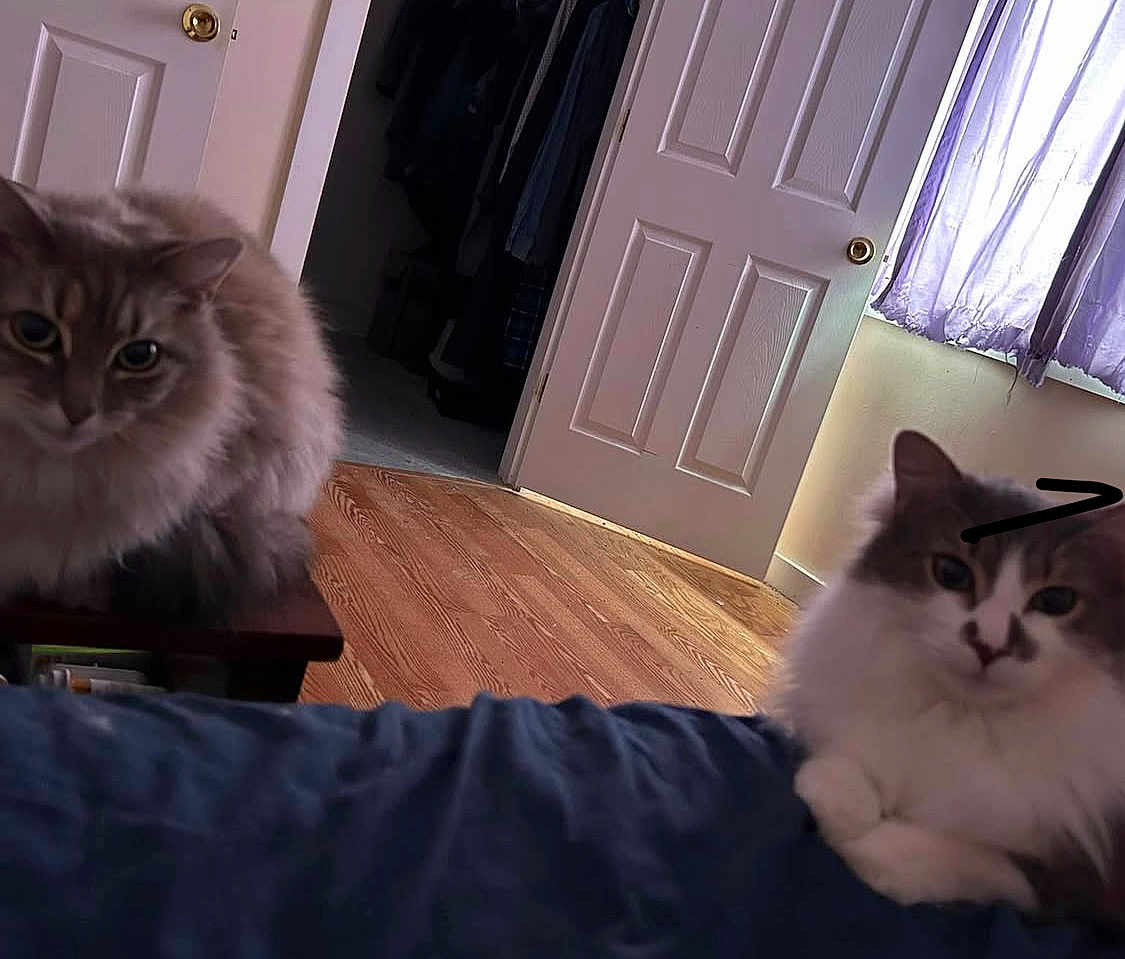Doli And Lisa is registered to the contest to win money with this photo: cat, indoor, furniture, bed, door, curtain, wood_floor, fluffy, pet, animal, relaxing, domestic, two_cats, window, purple_curtain, brown_cat, white_cat, wooden_door, resting, cozy