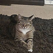 Ted joined the competition — help win amazing prizes! animal, brown, cat, closeup, domestic, door, feline, fur, indoor, paws, pet, relaxed, resting, rug, sign, striped, tabby, texture, whiskers, white