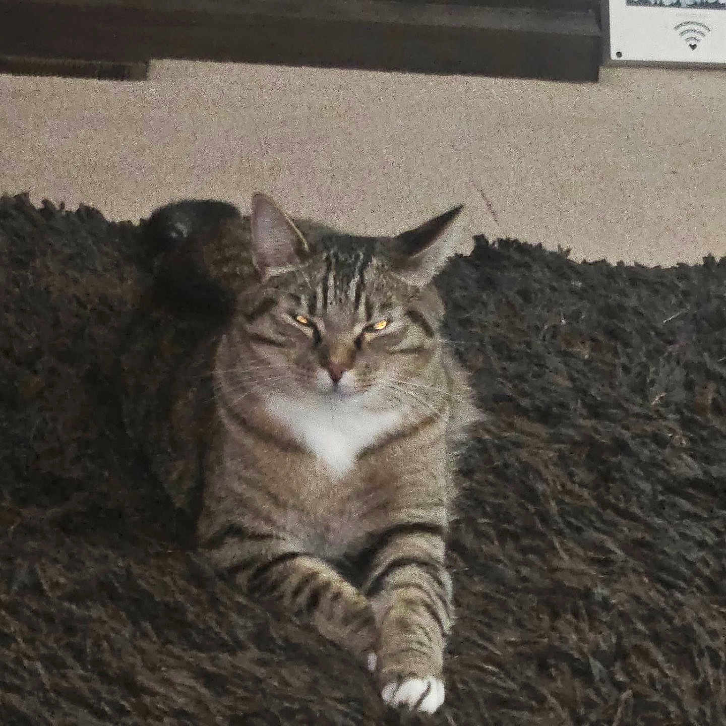 Ted