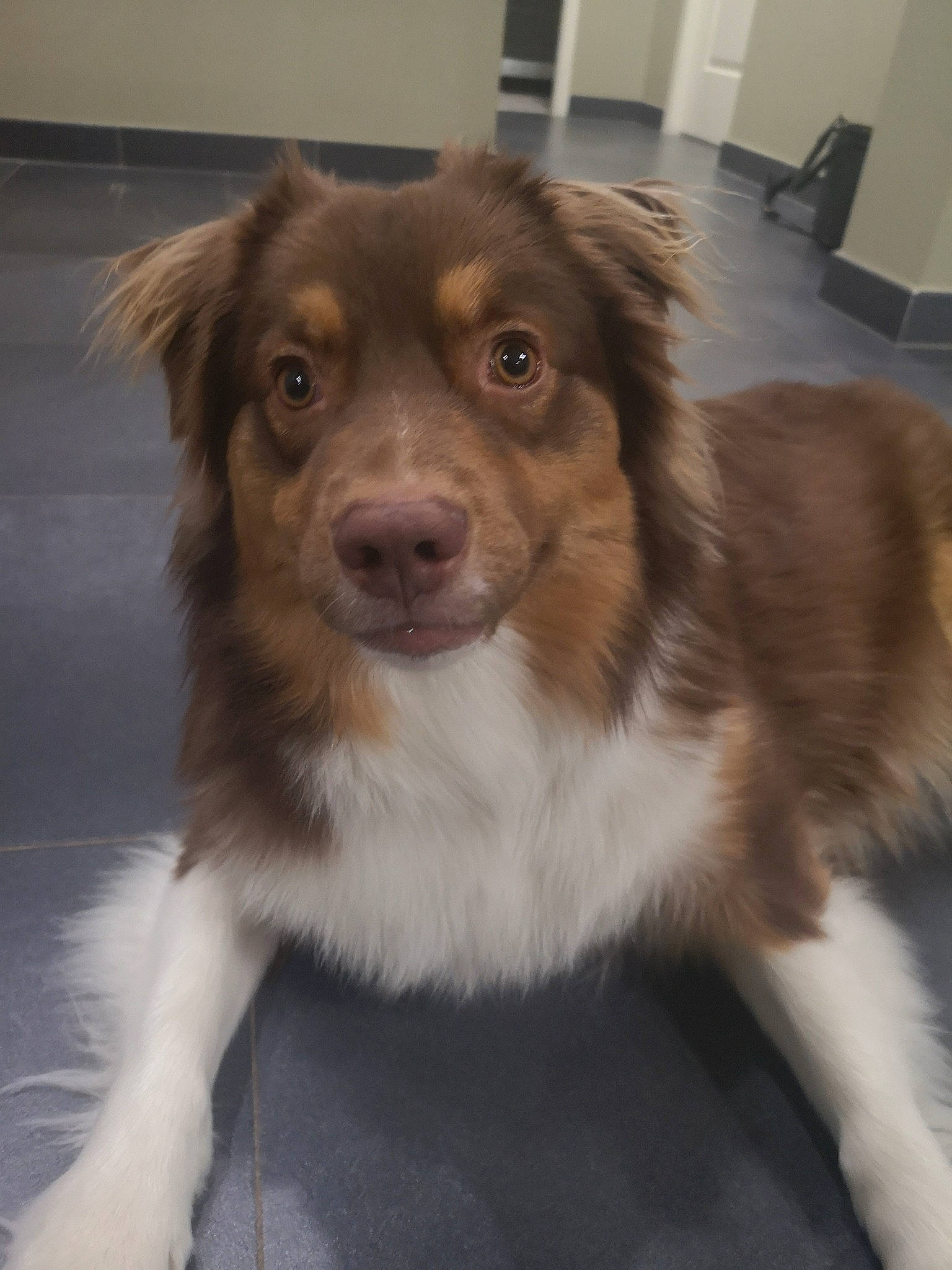 Nanou a rejoint le concours — aidez-le/la à gagner de superbes lots ! australian_shepherd, companion_dog, dog, dog_breed, dog_breed_group, dog_like_mammal, fur, miniature_australian_shepherd, rare_breed_dog, snout