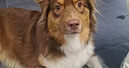 Nanou a rejoint le concours — aidez-le/la à gagner de superbes lots ! australian_shepherd, companion_dog, dog, dog_breed, dog_breed_group, dog_like_mammal, miniature_australian_shepherd, snout, sporting_group
