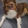Nanou a rejoint le concours — aidez-le/la à gagner de superbes lots ! australian_shepherd, carnivoran, companion_dog, dog, dog_breed, dog_breed_group, dog_like_mammal, fur, miniature_australian_shepherd, snout, sporting_group