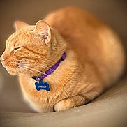 Lincoln is registered to the contest to win money with this photo: animal, cat, close_up, collar, cute, domestic_cat, feline, fur, indoor, loaf_position, mammal, orange_tabby, pet, purple_collar, relaxed, resting, sleeping, soft_surface, tag, whiskers