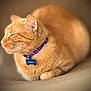 animal, cat, close_up, collar, cute, domestic_cat, feline, fur, indoor, loaf_position, mammal, orange_tabby, pet, purple_collar, relaxed, resting, sleeping, soft_surface, tag, whiskers