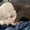 blanket, brown_dog, couch, cozy, dog, dogs, floppy_ears, furniture, home, indoor, nap, paws, pet, puppy, relaxed, resting, short_hair, sleeping, snout, white_dog