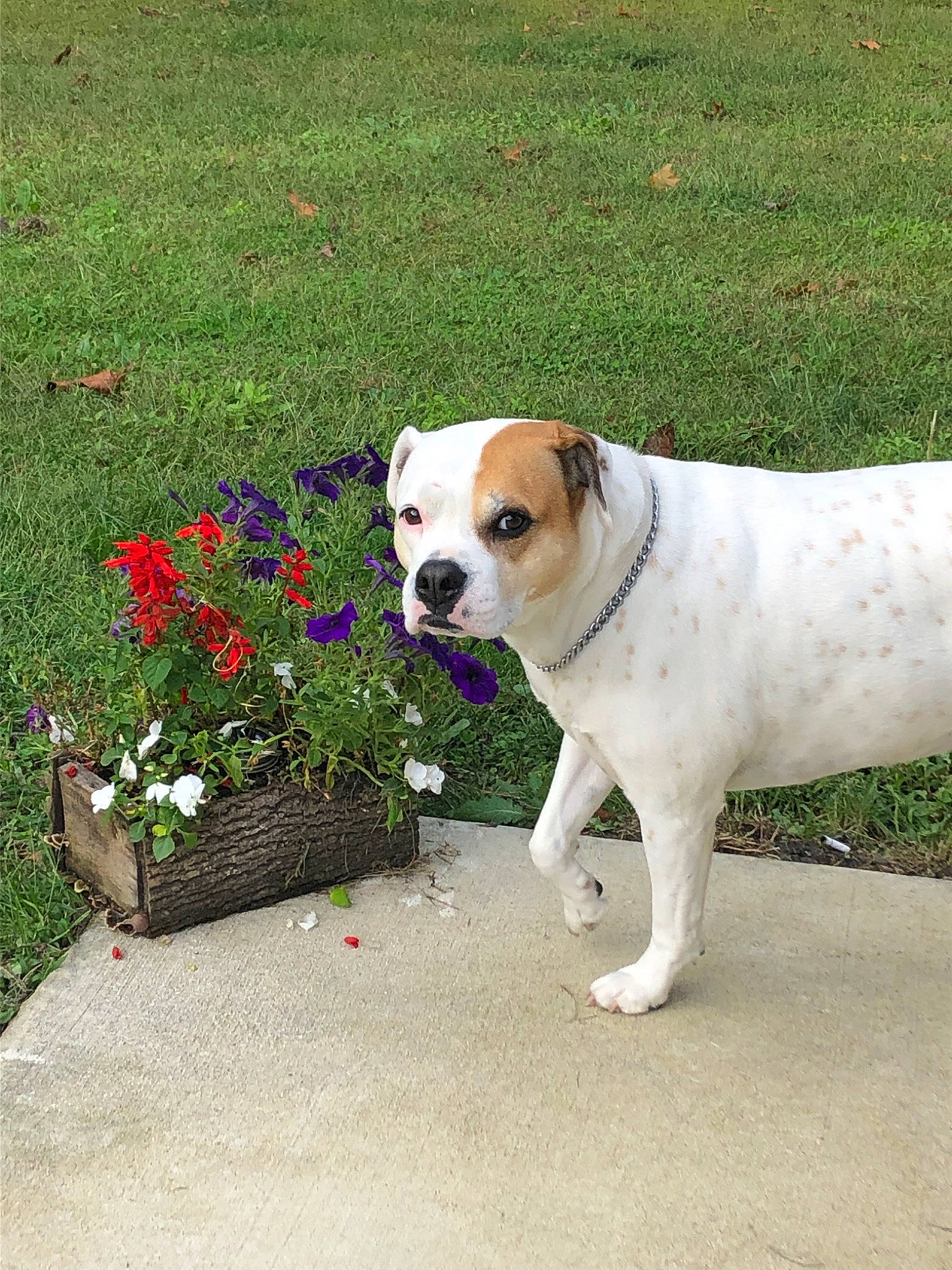 Greta is registered to the contest to win money with this photo: american_bulldog, australian_bulldog, boxer, canidae, carnivore, companion_dog, dog, dog_breed, dogo_guatemalteco, dorset_olde_tyme_bulldogge, fawn, flower, grass, mammal, non_sporting_group, olde_english_bulldogge, rare_breed_dog, sporting_group, valley_bulldog, vertebrate