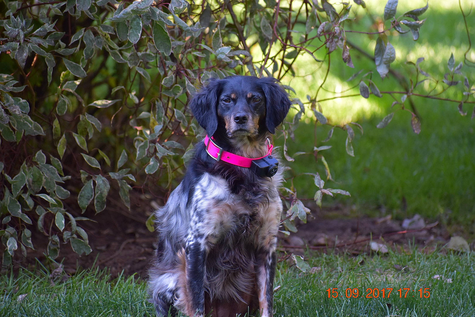 Daisy joined the competition — help win amazing prizes! blue_picardy_spaniel, canidae, carnivore, dog, dog_breed, english_setter, german_longhaired_pointer, german_spaniel, hunting_dog, large_munsterlander, mammal, picardy_spaniel, pointing_breed, rare_breed_dog, retriever, small_munsterlander, spaniel, sporting_group, stabyhoun, vertebrate