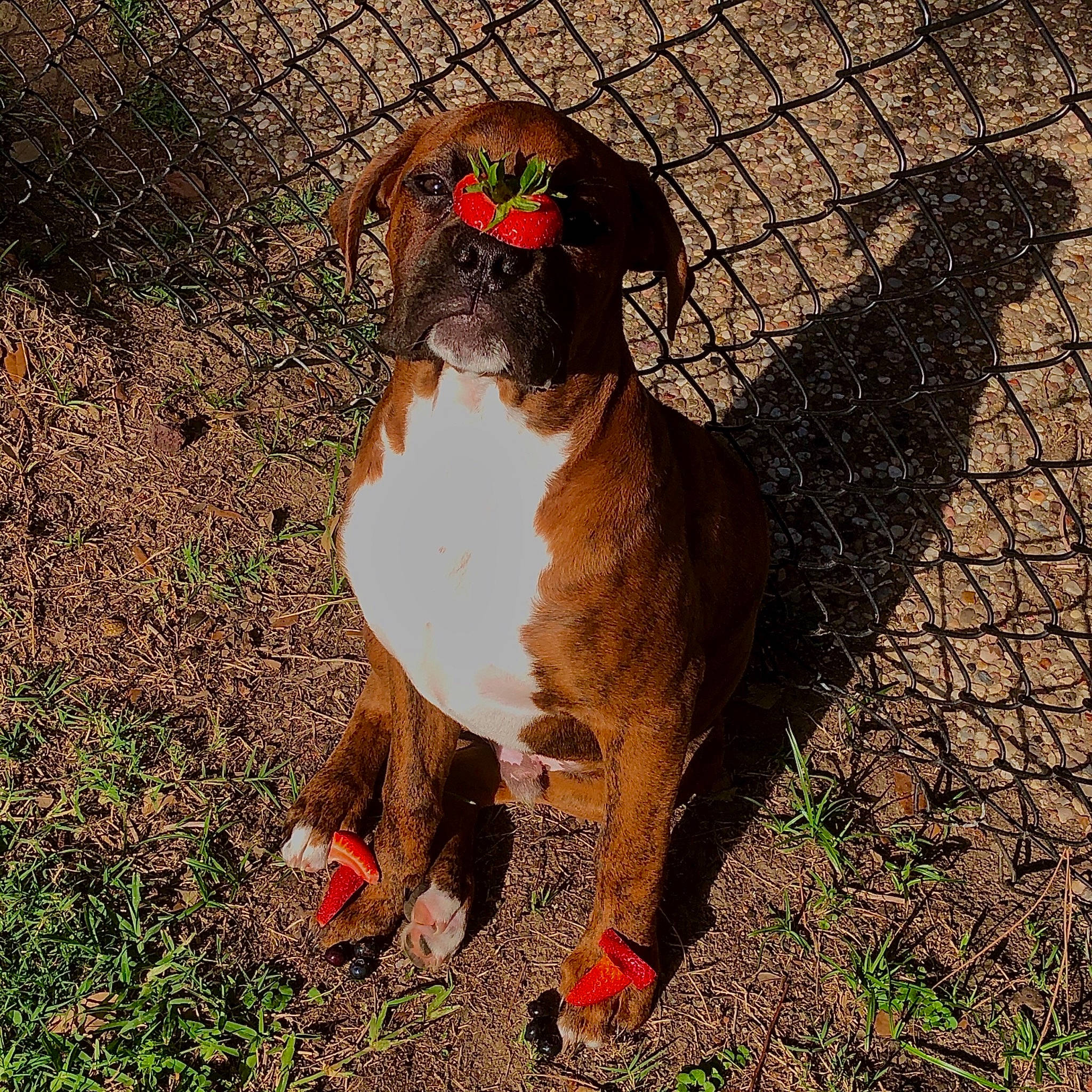 Major Tom is registered to the contest to win money with this photo: beak, bird, canidae, carnivore, chicken, dog, dog_breed, fawn, fowl, galliformes, nose, phasianidae, rooster, sporting_group, tail, vertebrate