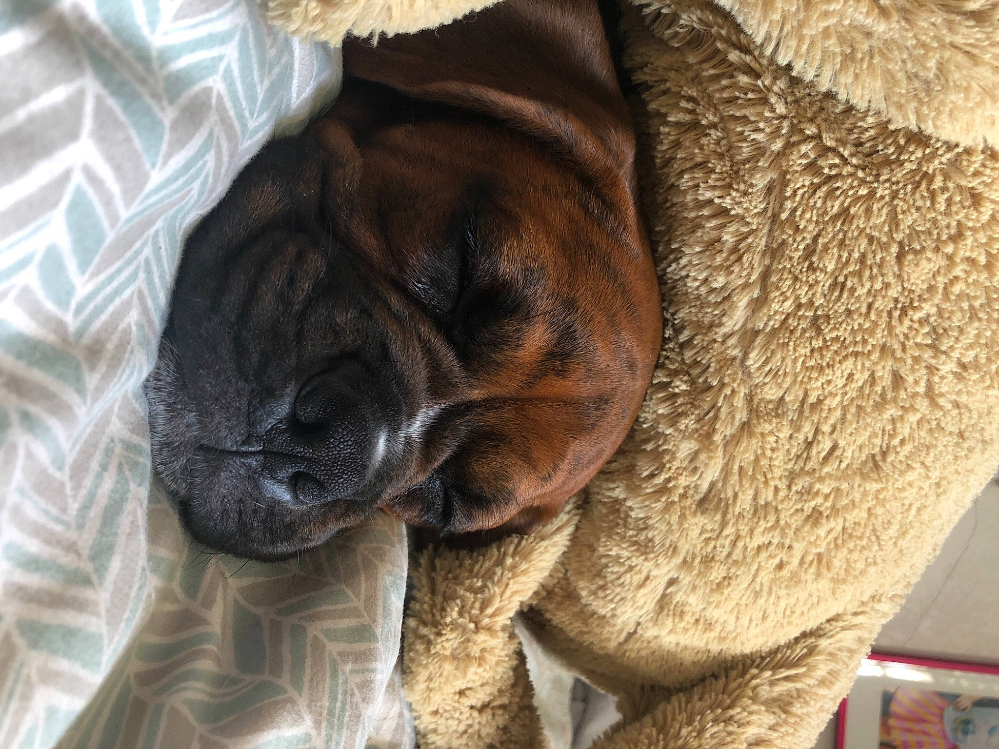 Major Tom is registered to the contest to win money with this photo: boxer, bullmastiff, canidae, carnivore, companion_dog, dog, dog_breed, english_mastiff, fawn, mammal, non_sporting_group, old_english_bulldog, ori_pei, pug, puppy, shar_pei, snout, vertebrate, wrinkle