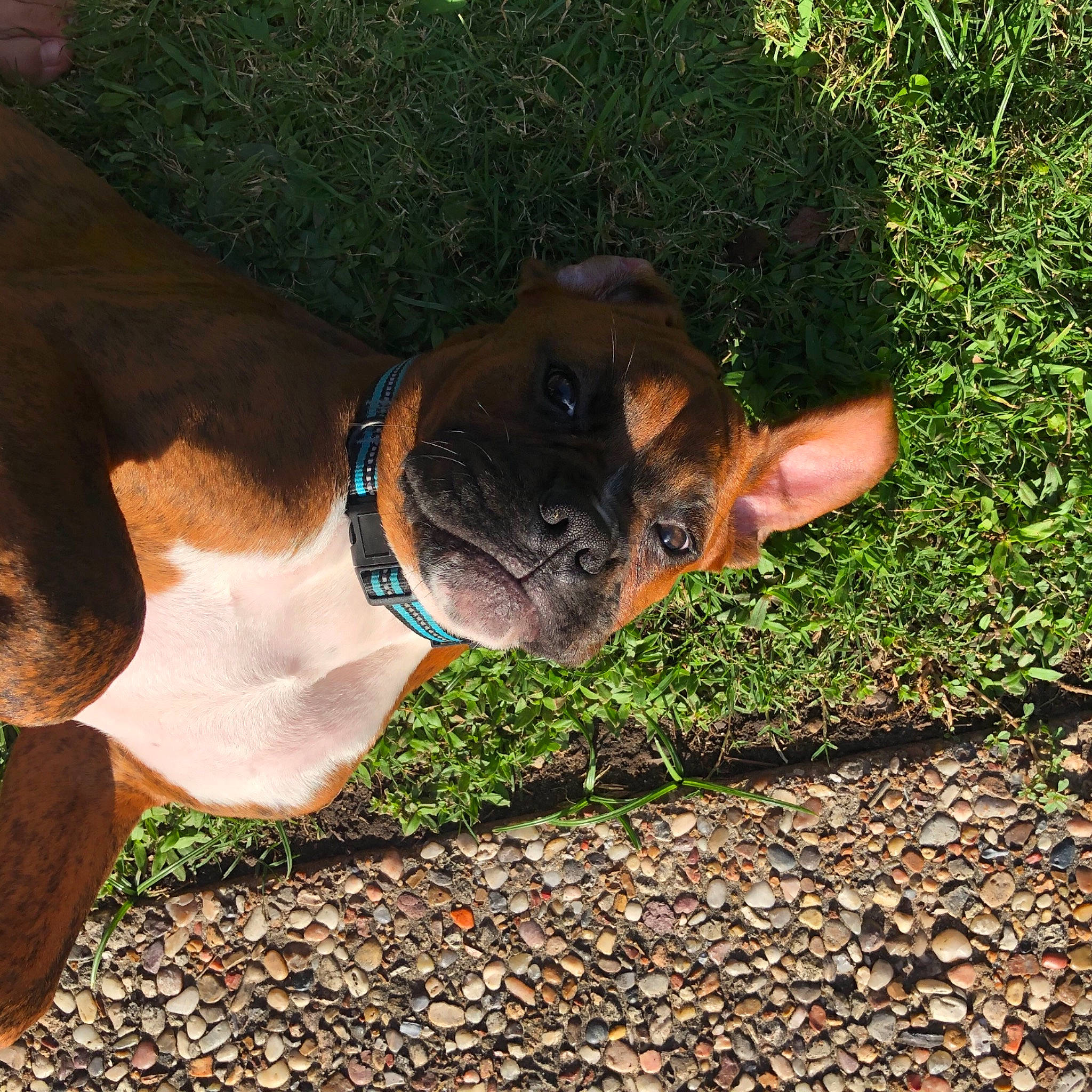 Major Tom joined the competition — help win amazing prizes! boxer, canidae, carnivore, collar, dog, dog_breed, dog_collar, fawn, mammal, mountain_cur, snout, sporting_group