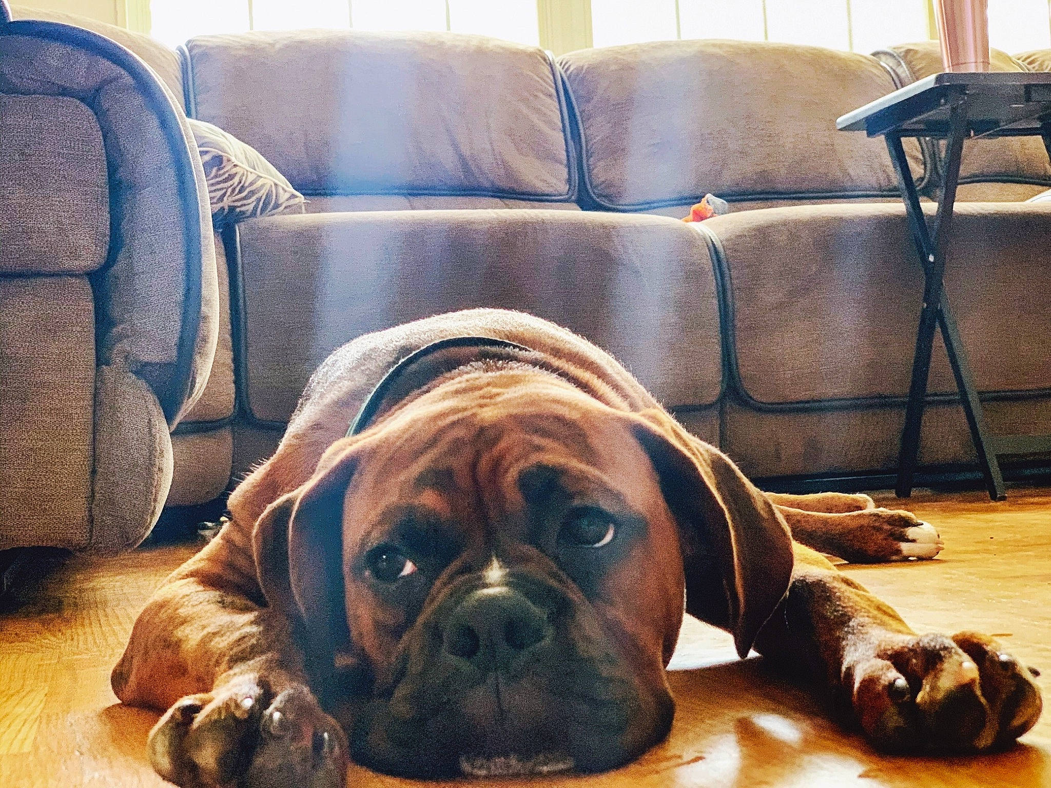 Major Tom joined the competition — help win amazing prizes! ancient_dog_breeds, boerboel, boxer, bulldog, bullmastiff, canidae, carnivore, companion_dog, dog, dog_breed, english_mastiff, fawn, korean_mastiff, mammal, non_sporting_group, puppy, rare_breed_dog, snout, sporting_group, working_dog