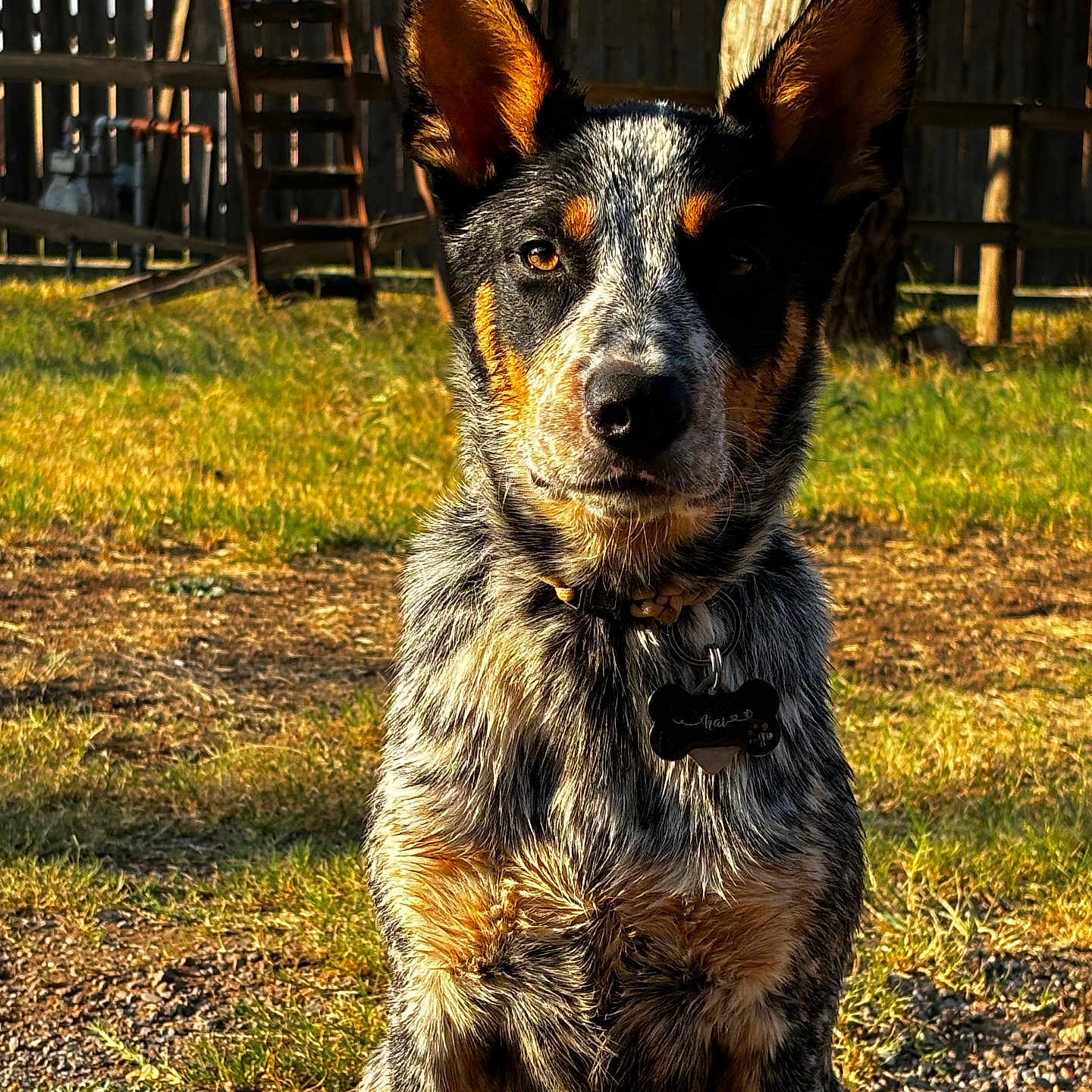 Kai