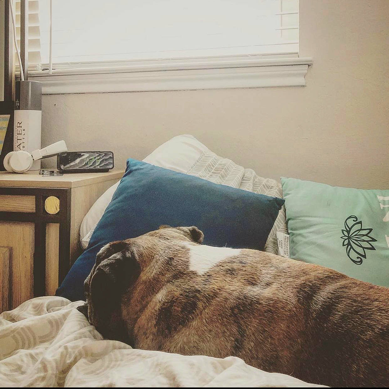 Kaiser joined the competition — help win amazing prizes! bed, bed_frame, bed_sheet, bedding, bedroom, canidae, carnivore, comfort, cushion, floor, fur, furniture, home, house, interior_design, linens, nap, pillow, room, textile