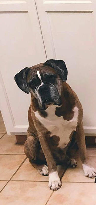 Kaiser joined the competition — help win amazing prizes! ancient_dog_breeds, bandog, boerboel, boxer, bullmastiff, canidae, carnivore, dog, dog_breed, english_mastiff, fawn, mammal, molosser, old_english_bulldog, olde_english_bulldogge, rare_breed_dog, snout, sporting_group, valley_bulldog, vertebrate