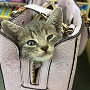 Bean is registered to the contest to win money with this photo: accessory, animal, cat, closeup, curious, cute, ears, face, fur, gray_tabby, handbag, indoor, kitten, leather, pet, purse, shopping, small, whiskers, zipper