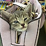 accessory, animal, cat, closeup, curious, cute, ears, face, fur, gray_tabby, handbag, indoor, kitten, leather, pet, purse, shopping, small, whiskers, zipper