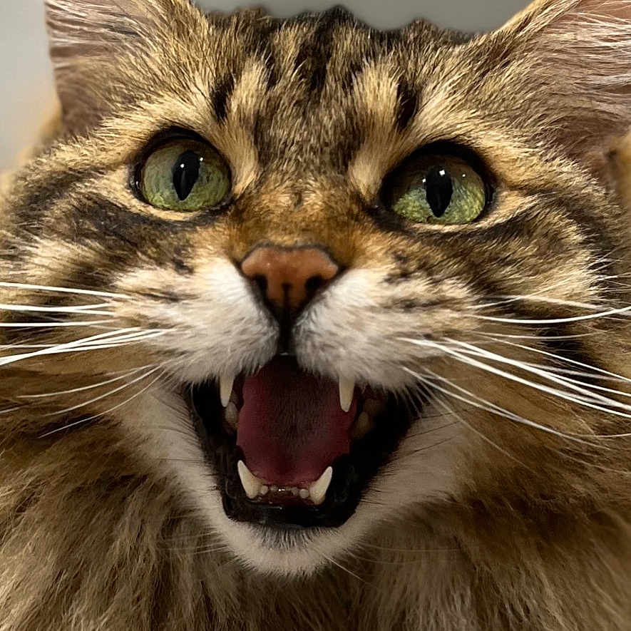 Doudoune a rejoint le concours — aidez-le/la à gagner de superbes lots ! alert, animal, cat, close_up, cute, domestic_cat, expression, face, feline, fluffy, fur, green_eyes, indoor, muzzle, open_mouth, pet, portrait, tabby, teeth, whiskers