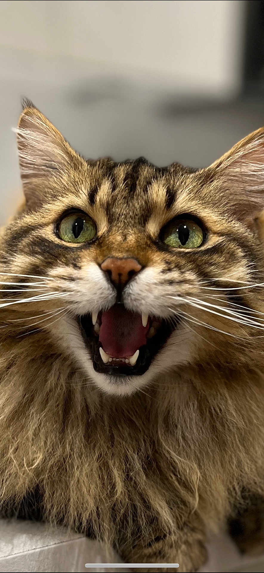 Doudoune a rejoint le concours — aidez-le/la à gagner de superbes lots ! cat, tabby, close_up, green_eyes, whiskers, open_mouth, teeth, fur, fluffy, pet, animal, cute, indoor, expression, muzzle, face, portrait, feline, domestic_cat, alert