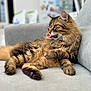 Doudoune a rejoint le concours — aidez-le/la à gagner de superbes lots ! cat, tabby, fluffy, pet, animal, indoor, couch, furniture, relaxed, tongue, grooming, cute, mammal, whiskers, ears, fur, domestic, cozy, resting, household