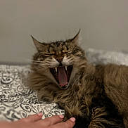 Doudoune a rejoint le concours — aidez-le/la à gagner de superbes lots ! cat, tabby, yawning, feline, fangs, pet, hand, human, bed, blanket, pattern, fur, whiskers, sleepy, cozy, indoor, animal, cute, closeup, relaxed
