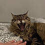 cat, tabby, yawning, feline, fangs, pet, hand, human, bed, blanket, pattern, fur, whiskers, sleepy, cozy, indoor, animal, cute, closeup, relaxed