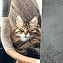 Doudoune a rejoint le concours — aidez-le/la à gagner de superbes lots ! cat, tabby, fluffy, sleeping, chair, indoor, pet, feline, cozy, resting, fur, whiskers, closed_eyes, cushion, wood, home, relaxing, domestic_animal, soft, peaceful