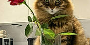 Doudoune a rejoint le concours — aidez-le/la à gagner de superbes lots ! cat, tabby_cat, rose, flower, vase, glass, kitchen, countertop, plant, leaf, pet, animal, feline, domestic_cat, fur, whiskers, green_eyes, indoor, still_life, houseplant