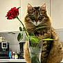 cat, tabby_cat, rose, flower, vase, glass, kitchen, countertop, plant, leaf, pet, animal, feline, domestic_cat, fur, whiskers, green_eyes, indoor, still_life, houseplant