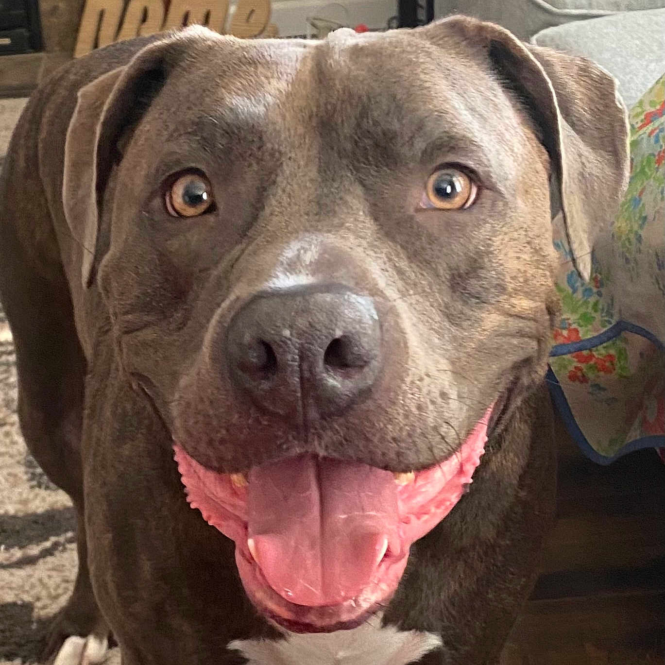 Bronx joined the competition — help win amazing prizes! animal, brown_dog, canine, carpet, close_up, couch, dog, domestic_animal, ears, face, floor, friendly, happy, home_decor, indoor, mammal, pet, portrait, smiling, tongue_out