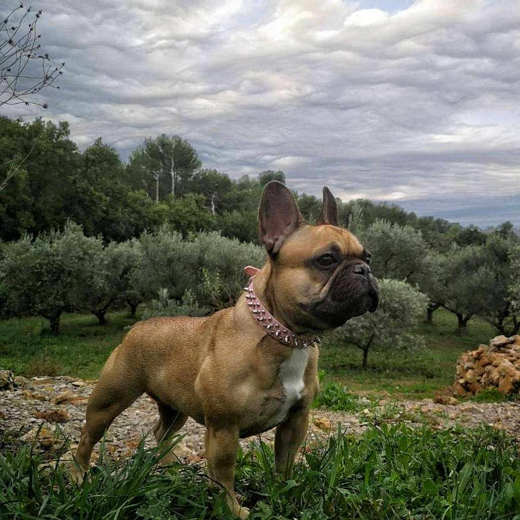 Donnut'S Muffin'S Cookie'S