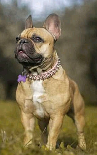 Donnut'S Muffin'S Cookie'S participe au concours pour gagner de l'argent avec cette photo : american_pit_bull_terrier, ancient_dog_breeds, bulldog, bullmastiff, canidae, carnivore, companion_dog, dog, dog_breed, fawn, french_bulldog, mammal, molosser, non_sporting_group, olde_english_bulldogge, perro_de_presa_mallorquin, rare_breed_dog, snout, toy_bulldog, vertebrate