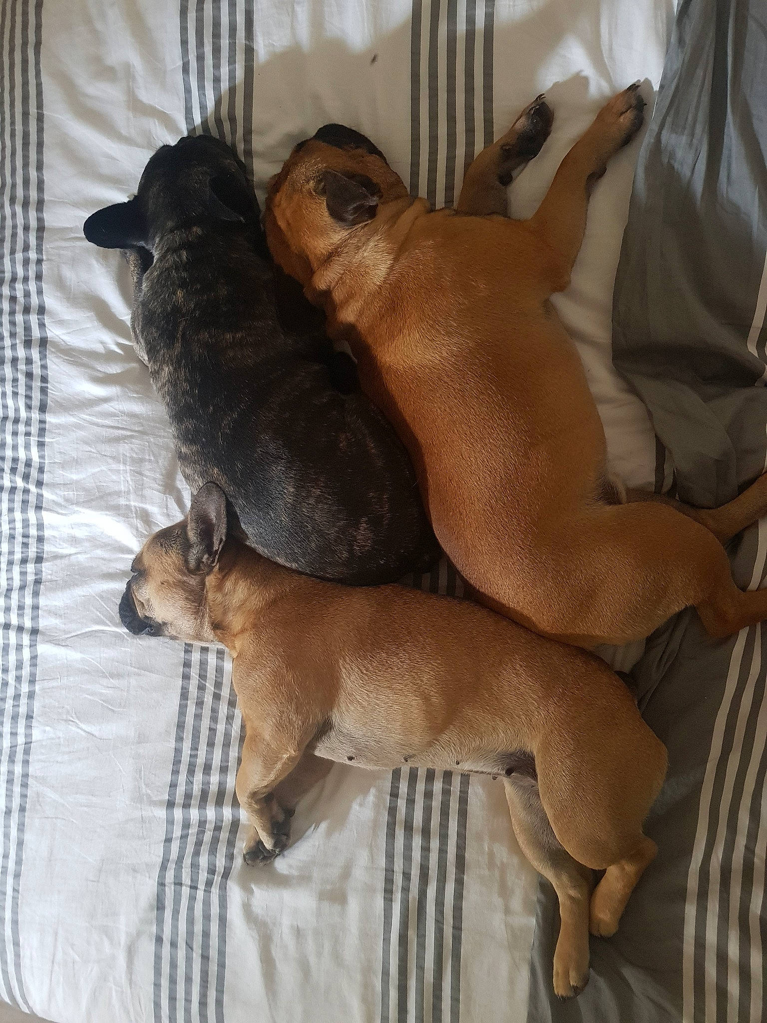 Donnut'S Muffin'S Cookie'S participe au concours pour gagner de l'argent avec cette photo : black_mouth_cur, canidae, carnivore, companion_dog, dog, dog_breed, fawn, feist, mammal, puppy, snout, vertebrate